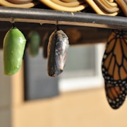 Why - Gio Silanesu Coaching Calm Mind Collective - butterfly chrysallis