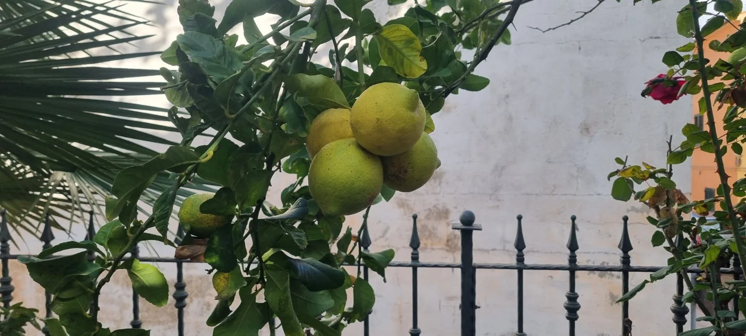 Citrus fruit in the garden